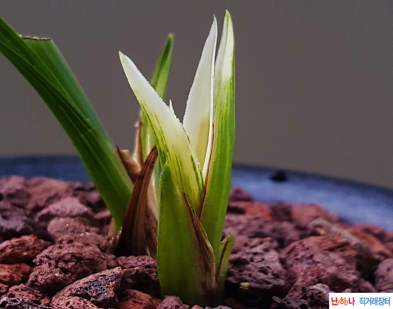 산채. (단엽산반)