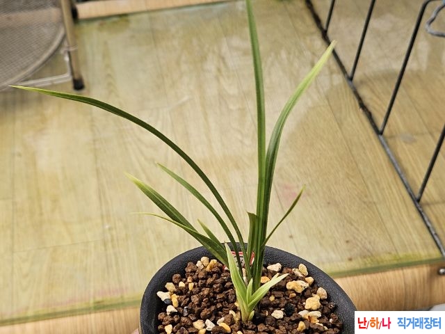 화려한 산채출