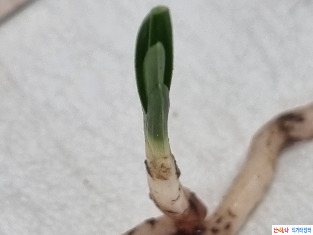 산채생강 단엽성 후육?