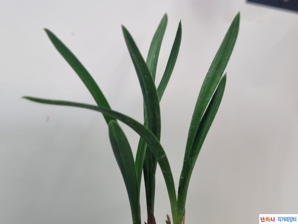 멋진 두화변 입변 종자?