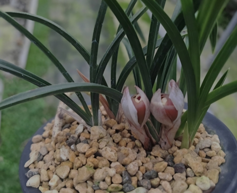 한국춘란 홍두