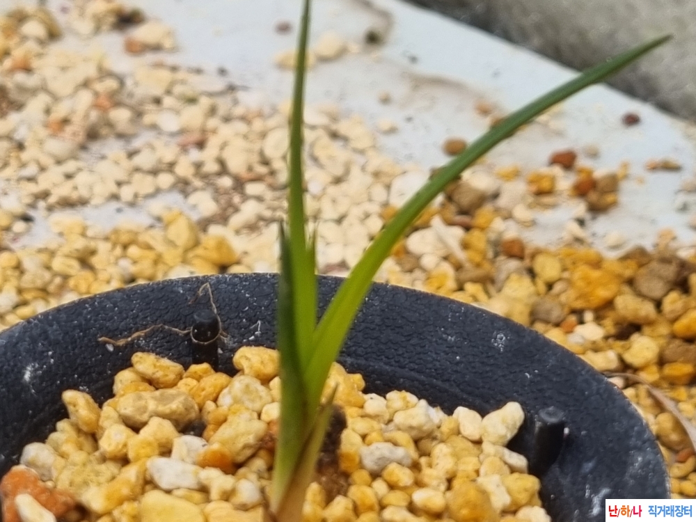 산채생강 후육 입변서?