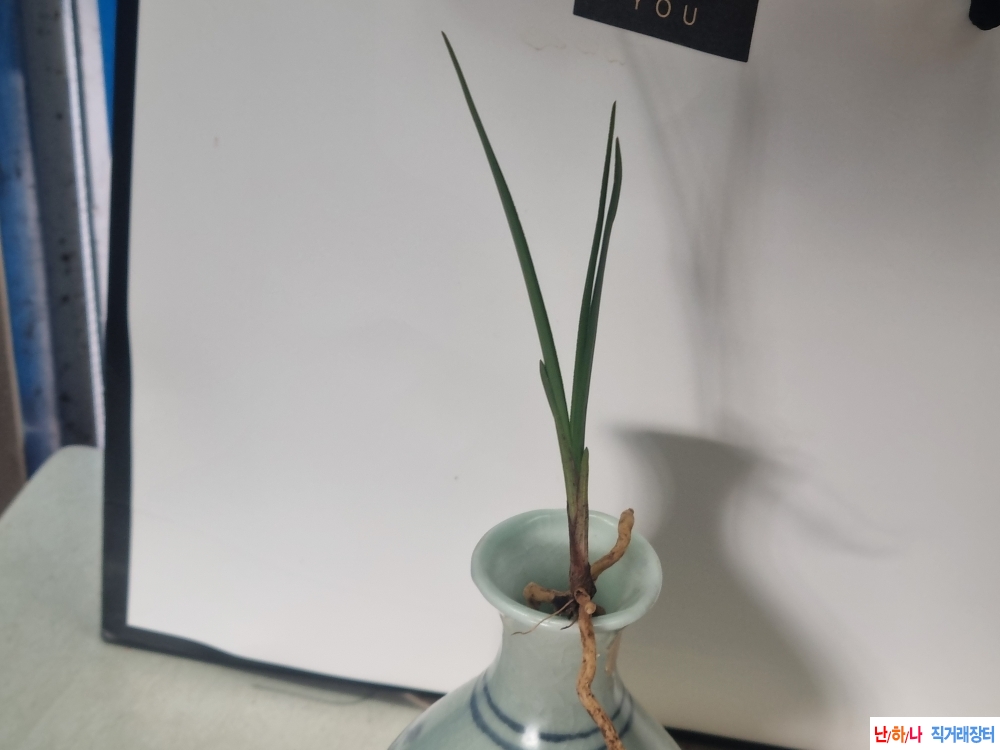 산채생강 장단엽변 두?