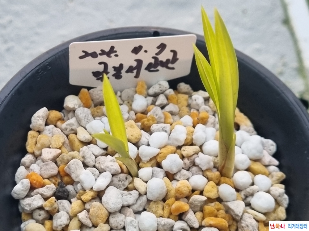 (산채) 남원 말봉 서산?