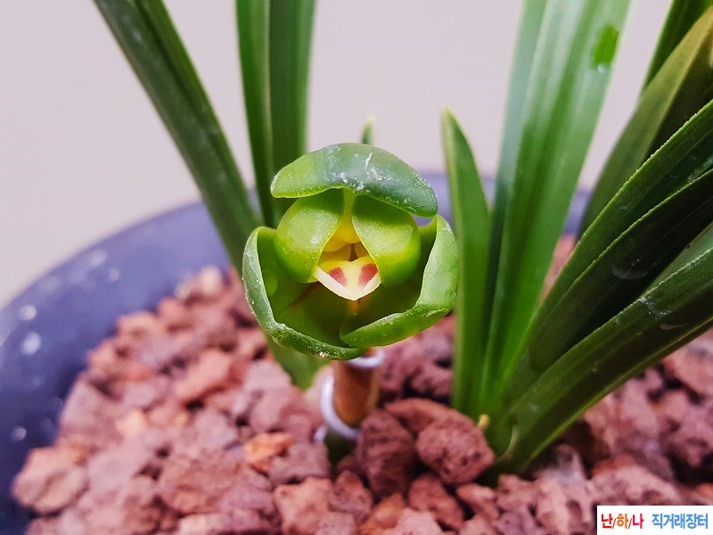 꽃보세요. (두화/꽃대1)