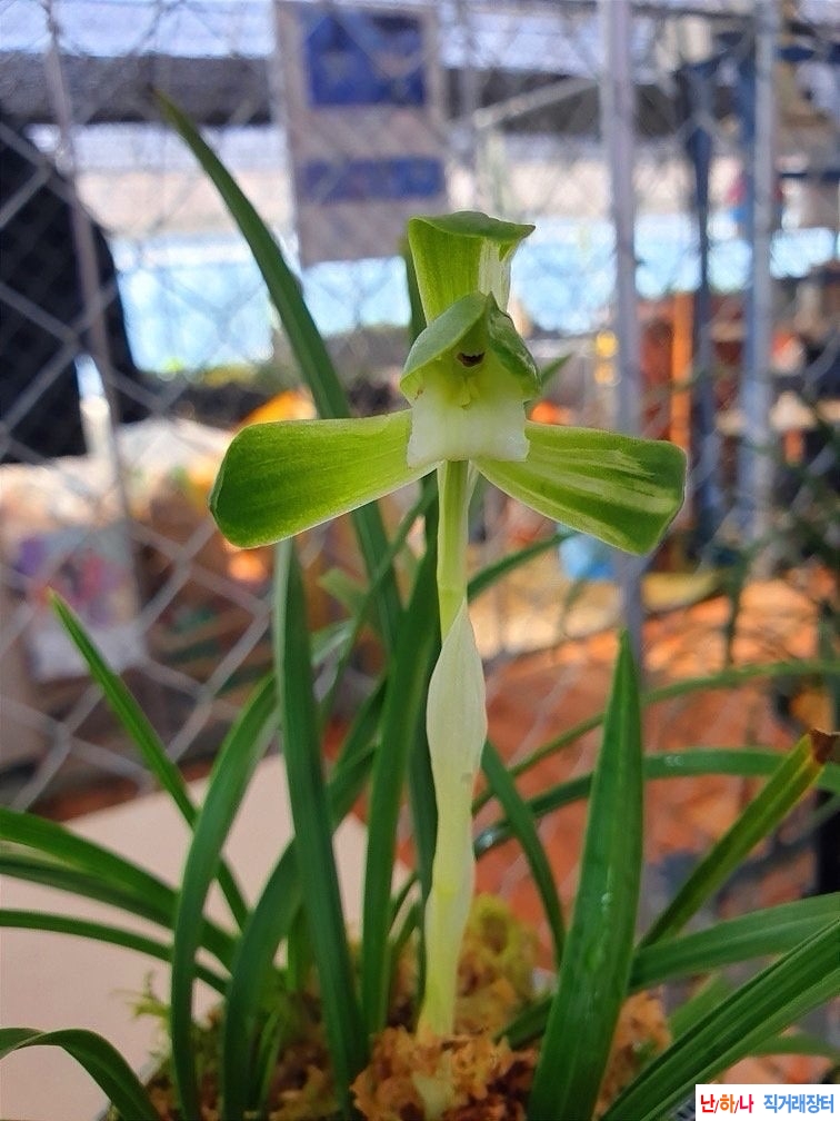 산반호화소심