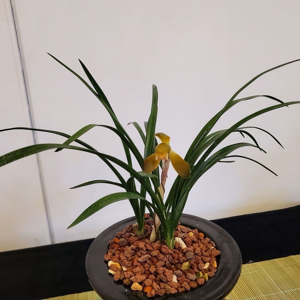 주금화