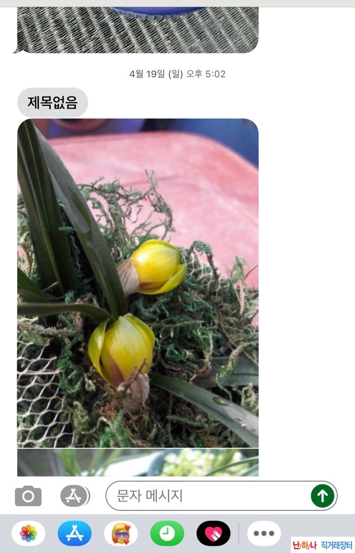 끼두화