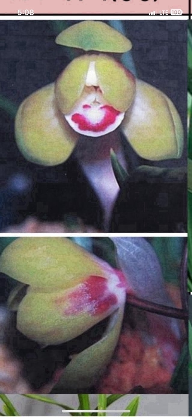 색두화