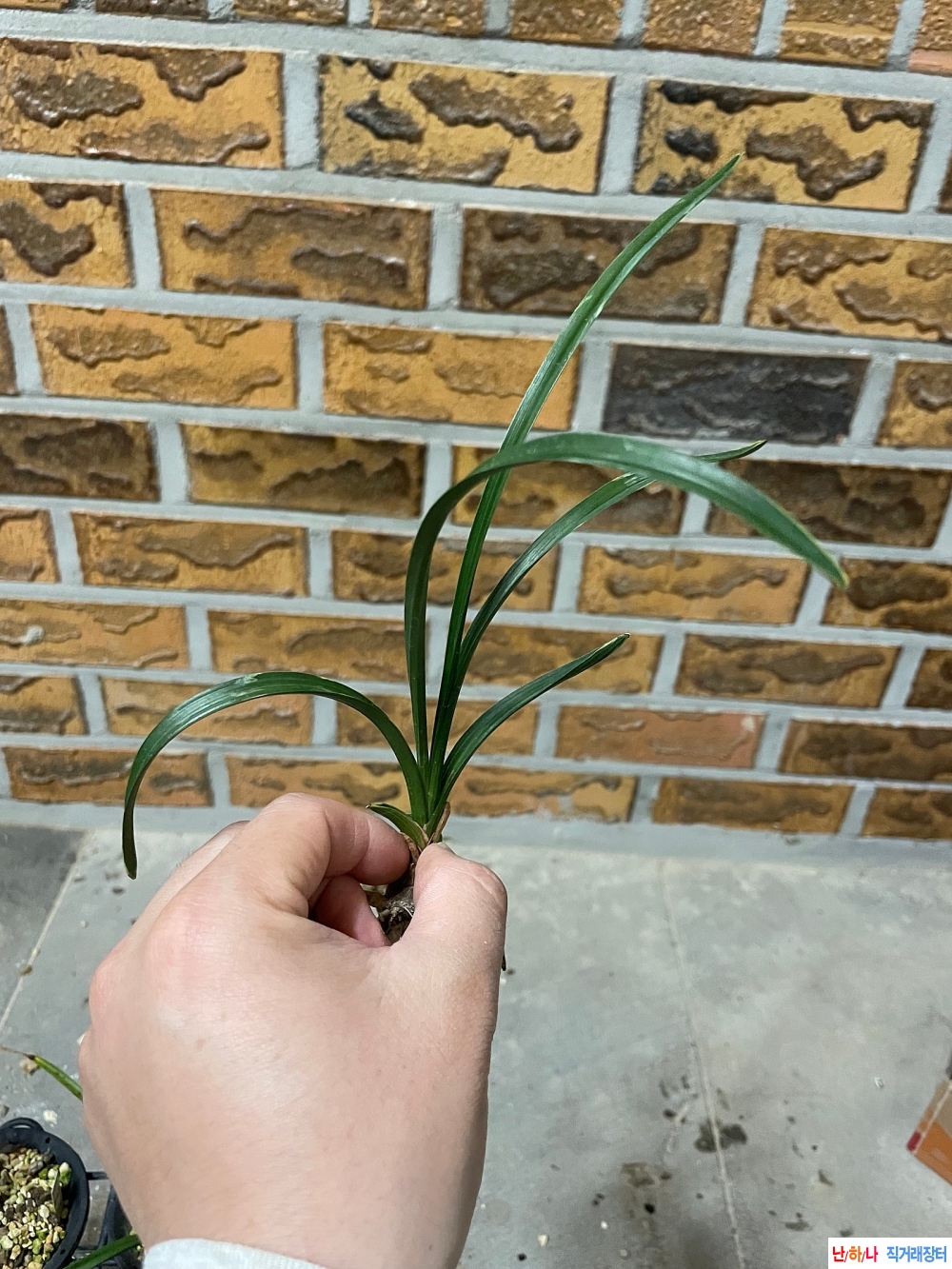 입변복륜
