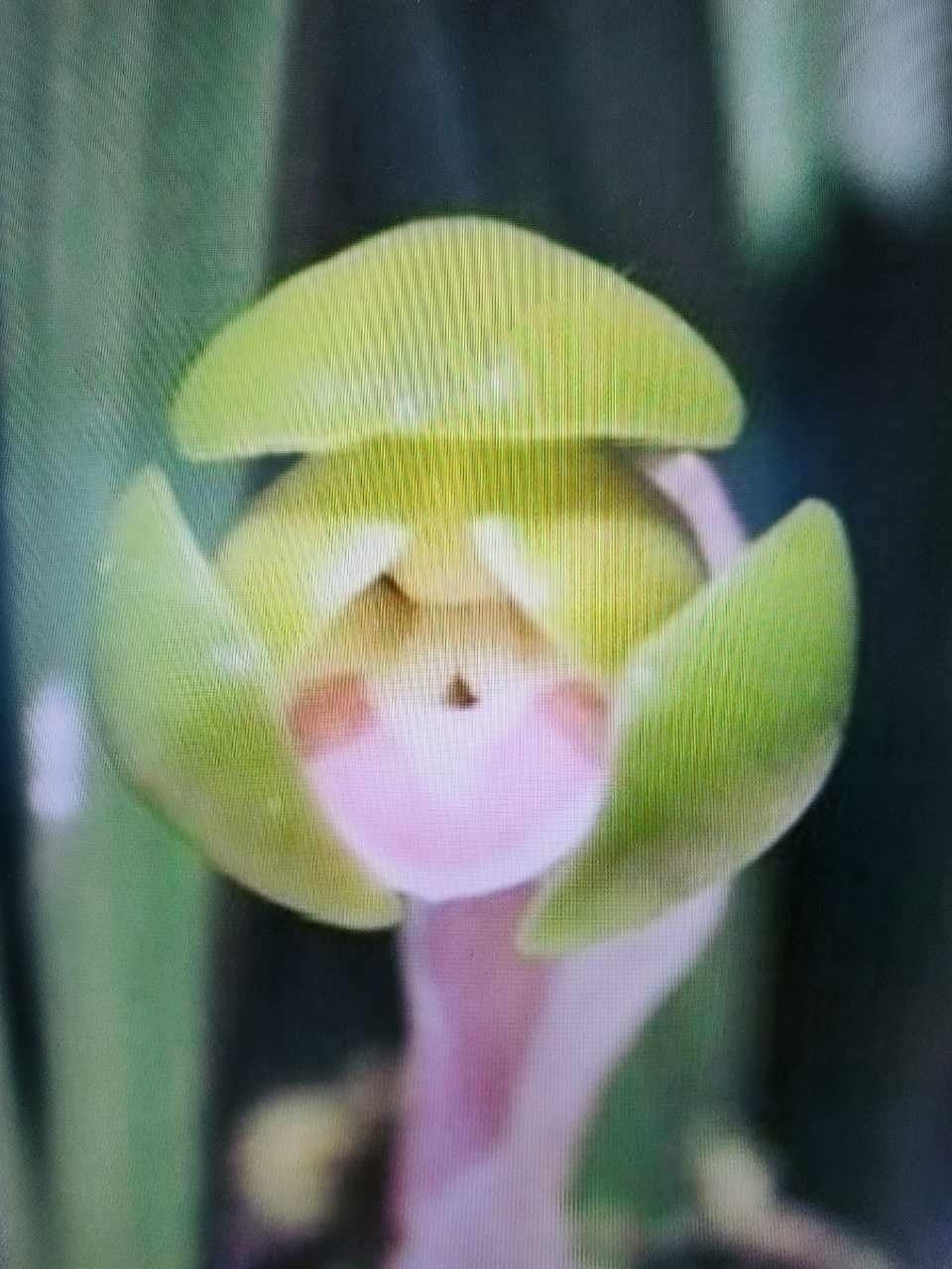 두화반색설화