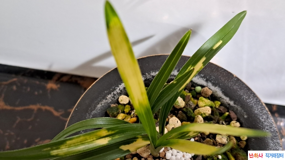 사계닮은특호피반