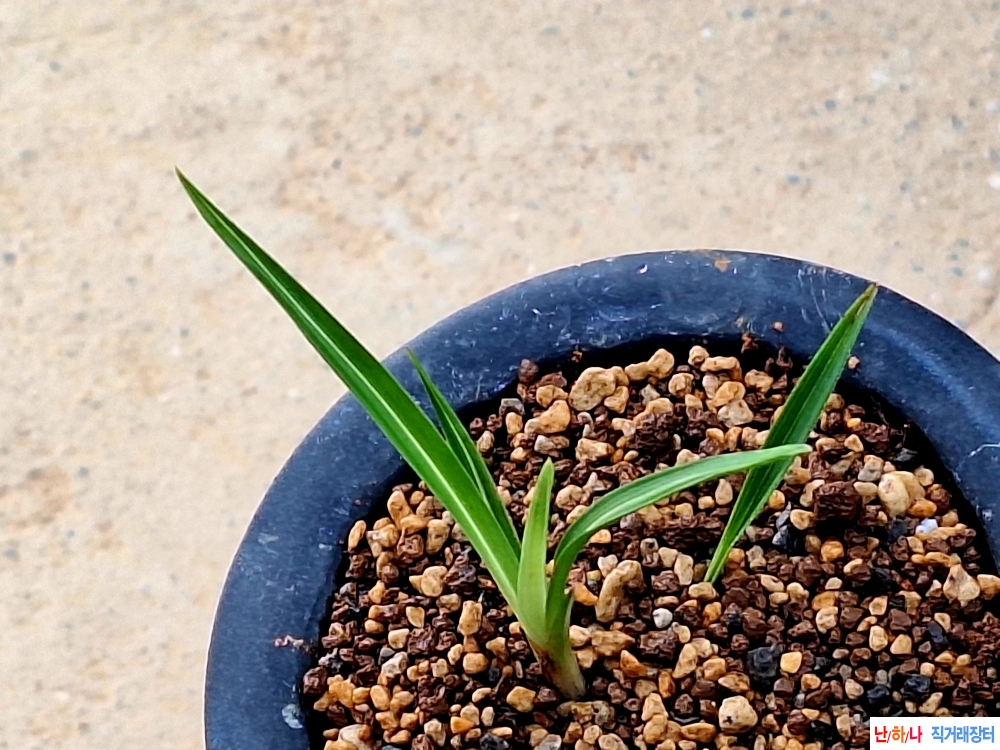 까닥지입변산반호