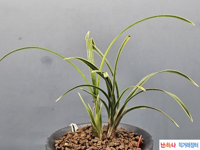 산채출
