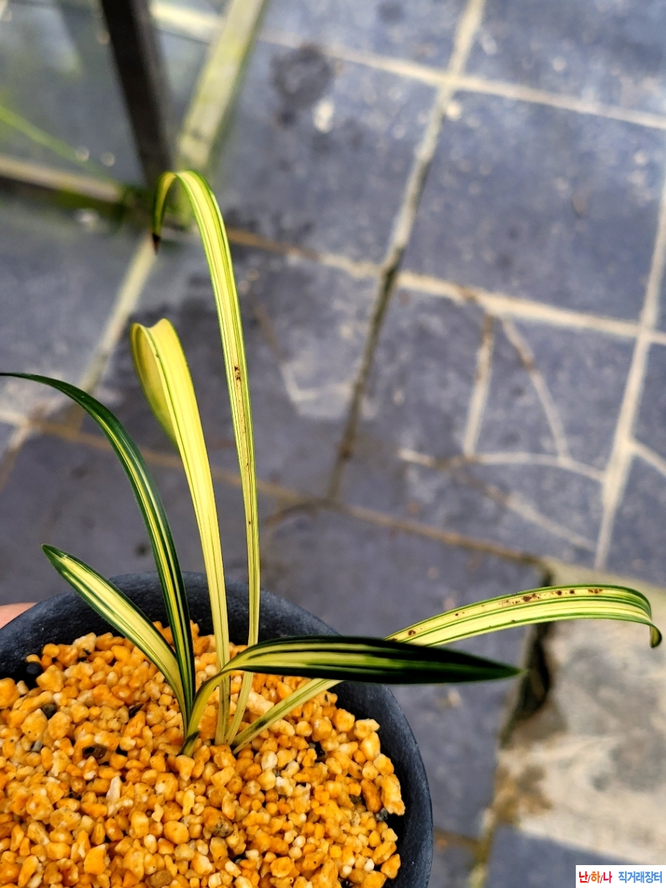 진청황색의중투호 입?