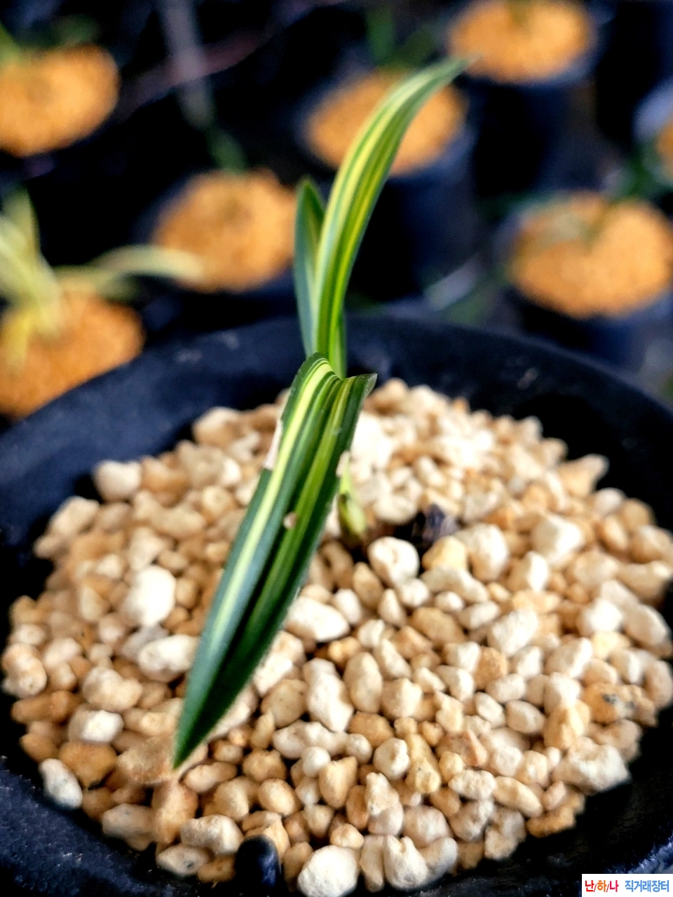 발전단엽성산반호입니?