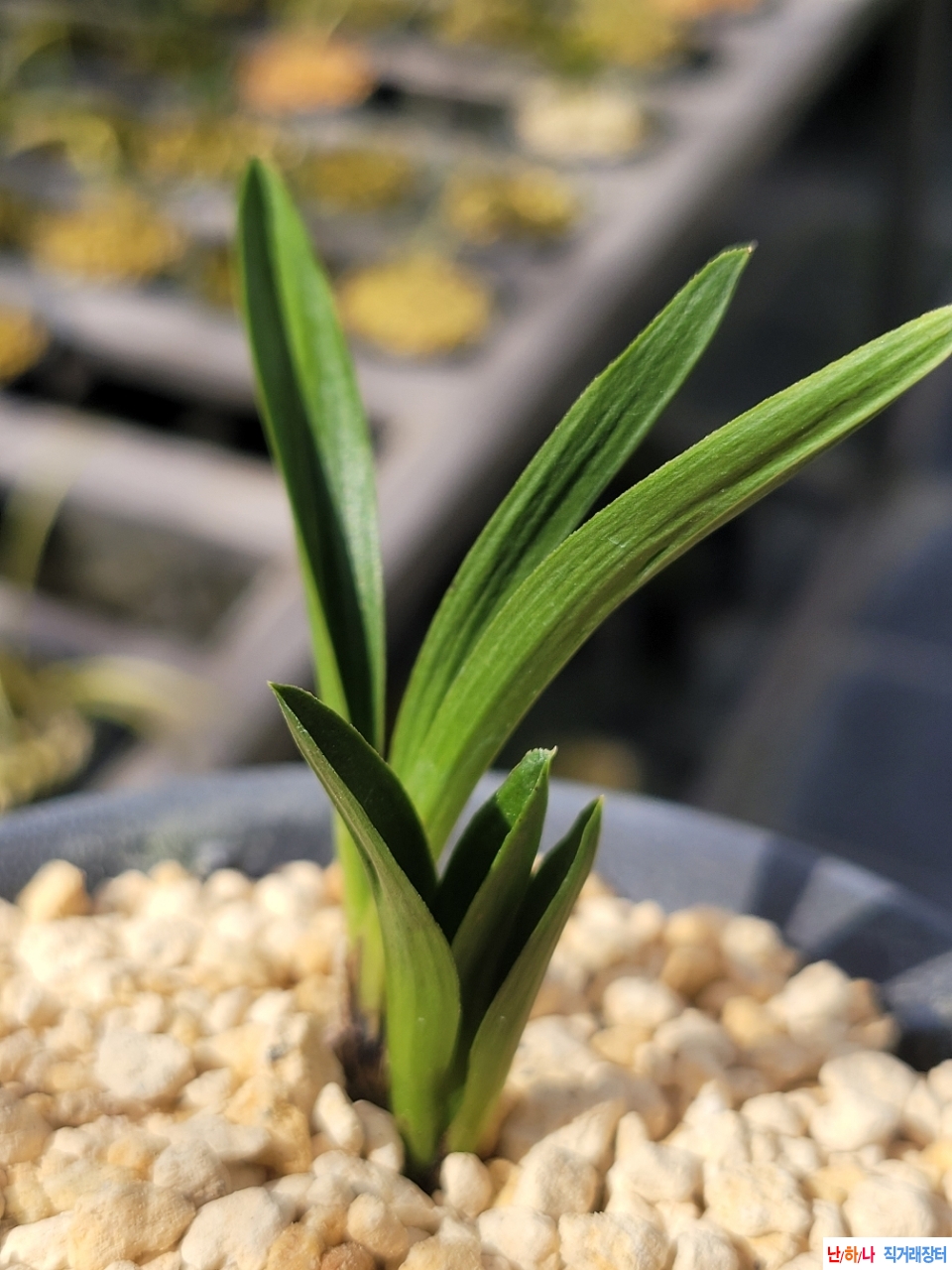 후육.입엽의라사단엽