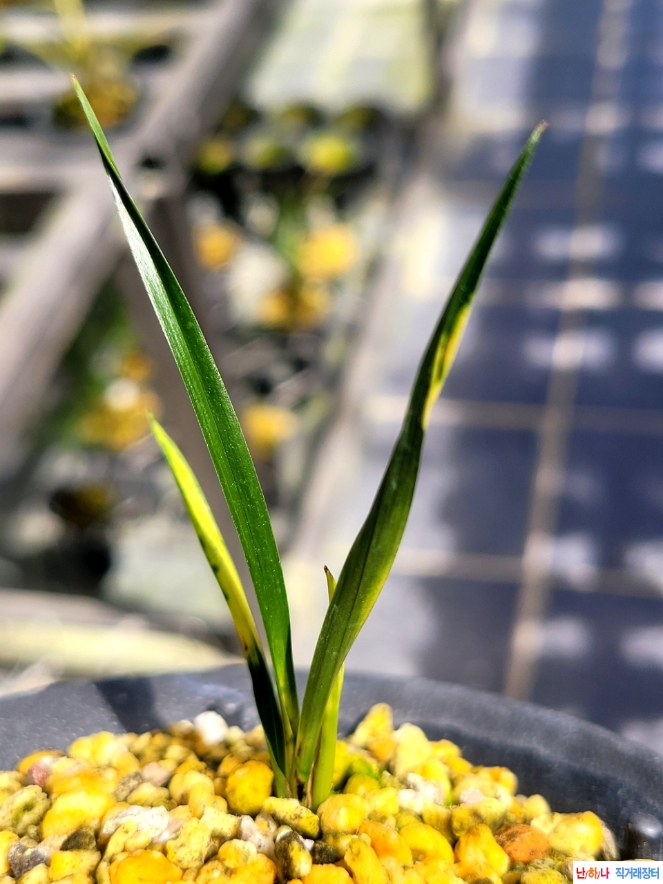 입변호피반 입니다