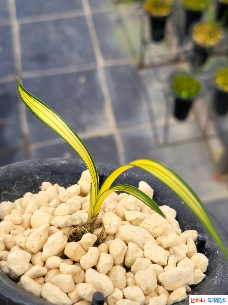 배부른입변중투호입니?