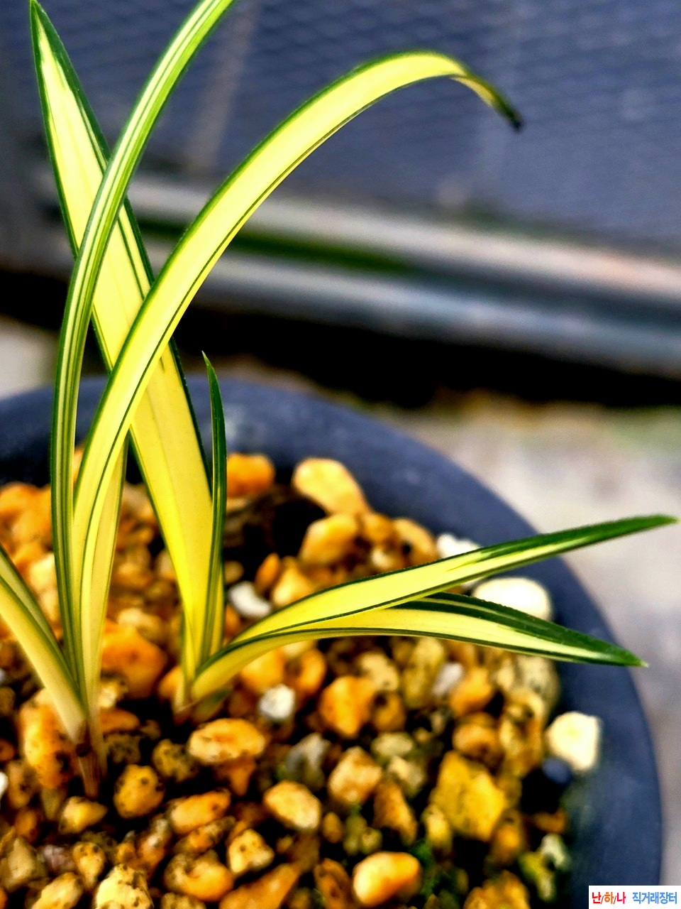 입엽성의 중투호입니?