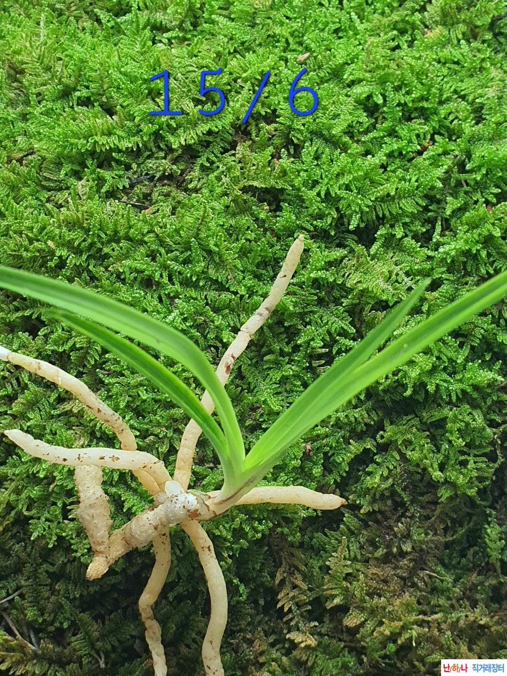 산채품