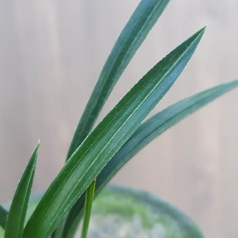 단엽,,먹란,,빠빠시,,산?