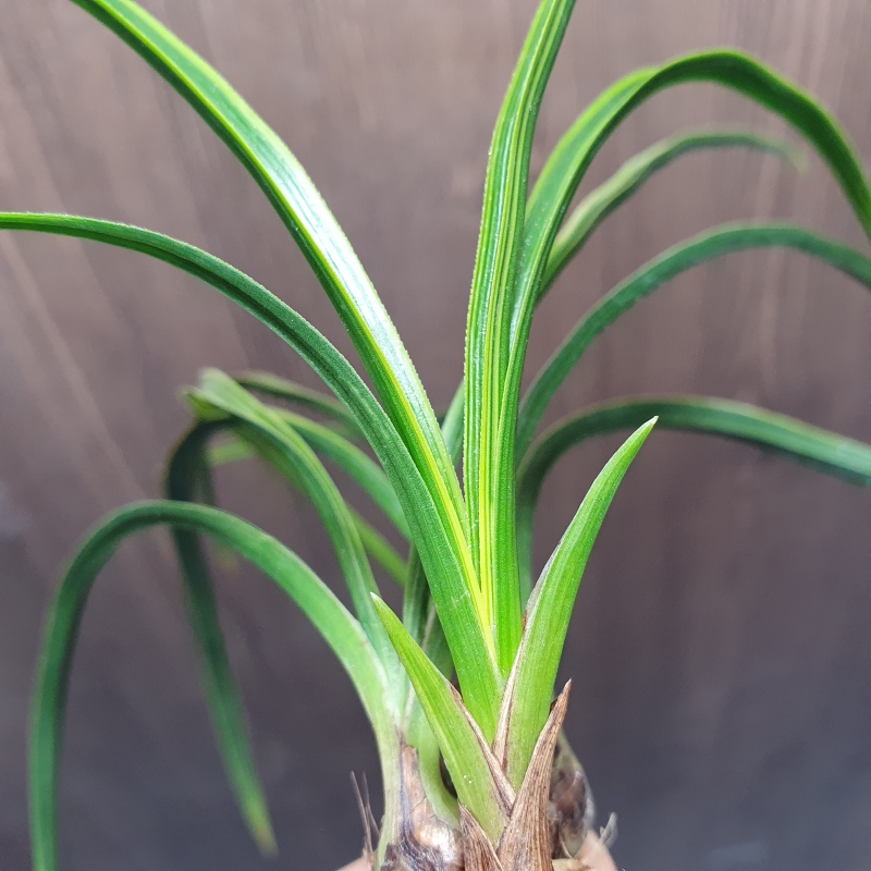 극황,,산반호,,금계발?