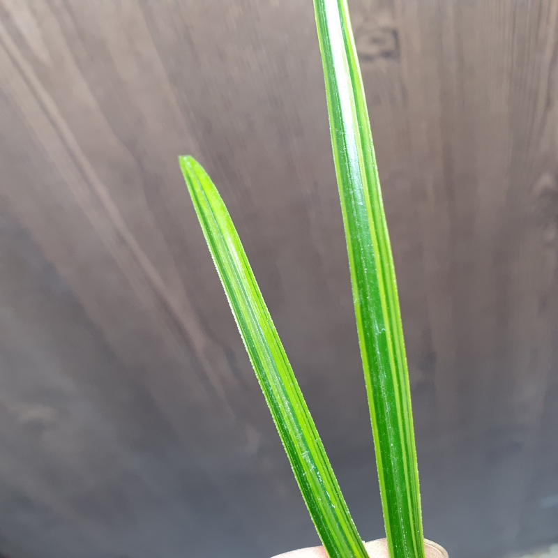 금계,,까닥지,,극황,,산?