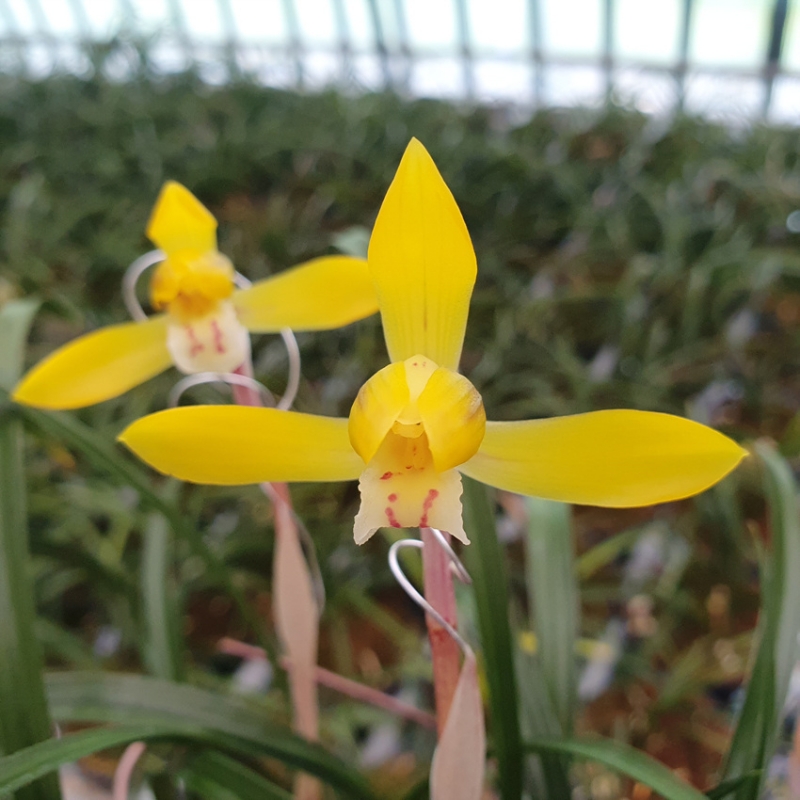 산채출발,,특색감,,진?