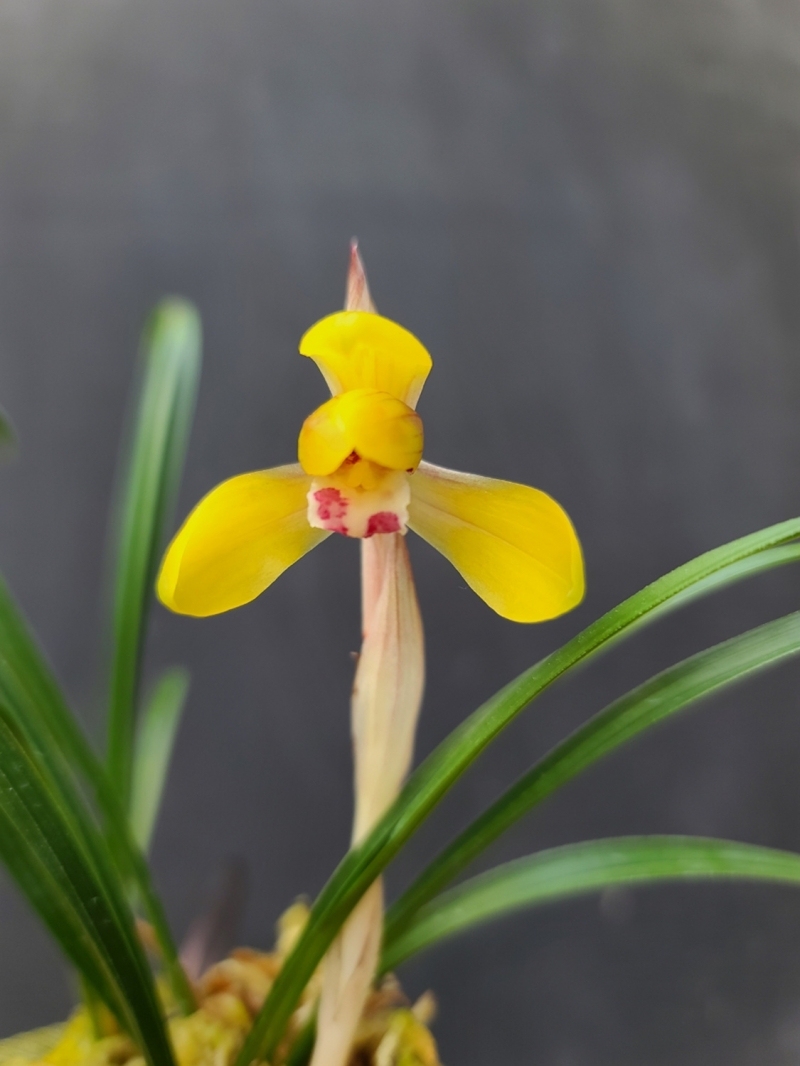 무명,,특A,,진성황화