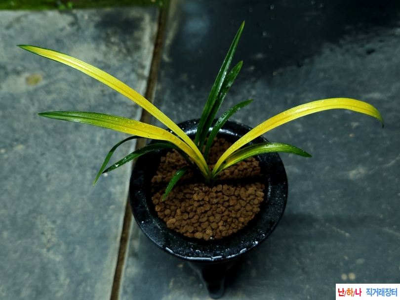 화려한 서반중투