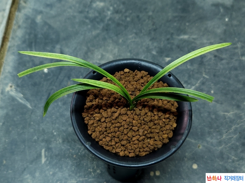 독특한 전면산반