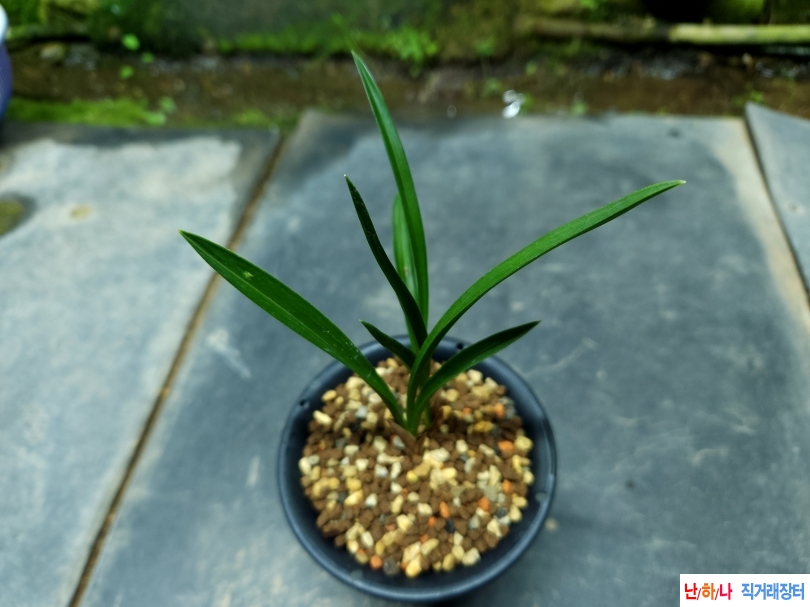 두화변 중투 무지촉