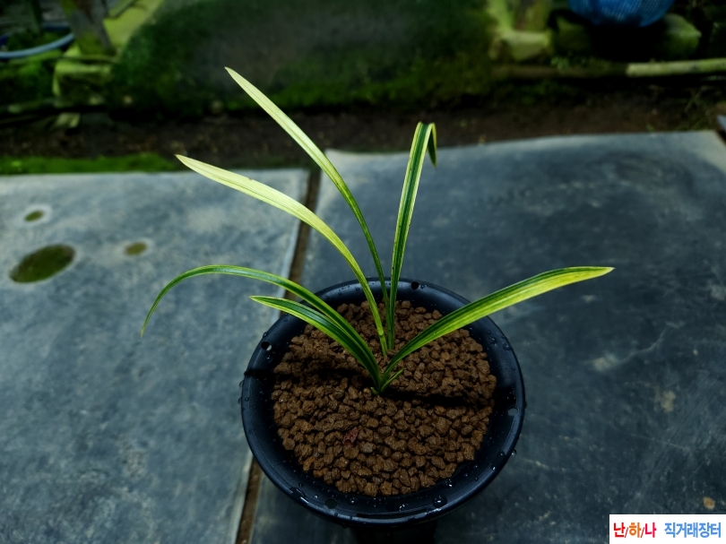 무명 입변금계산반녹?