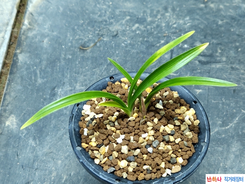 산채출 장단엽서반