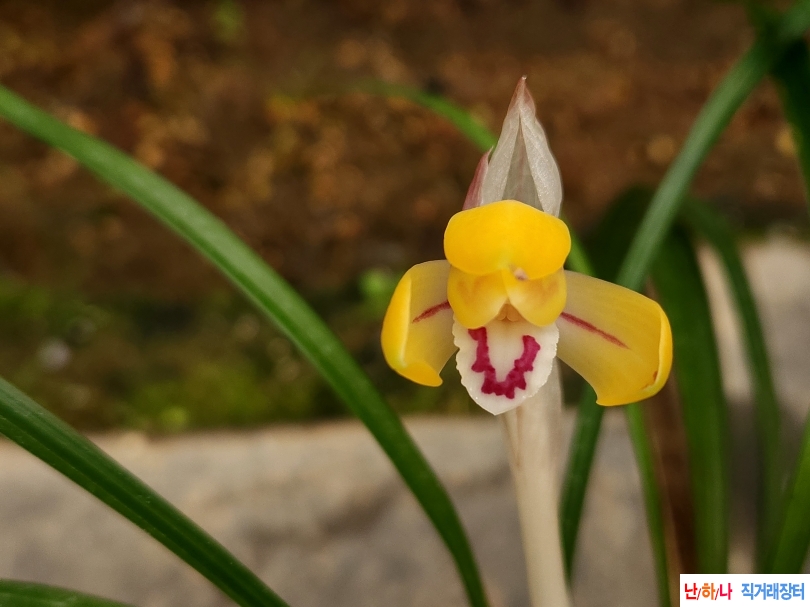 예쁘게 개화된 화형 주?