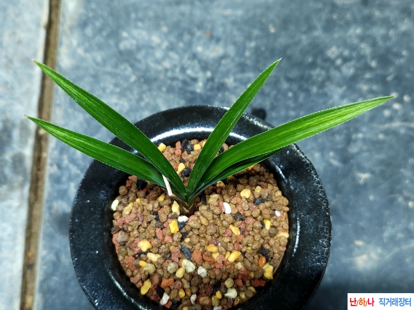 장단엽성 산반중투