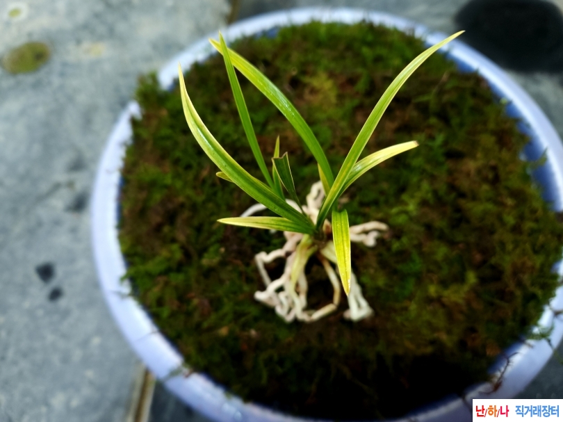 산채생강출 입변황산?