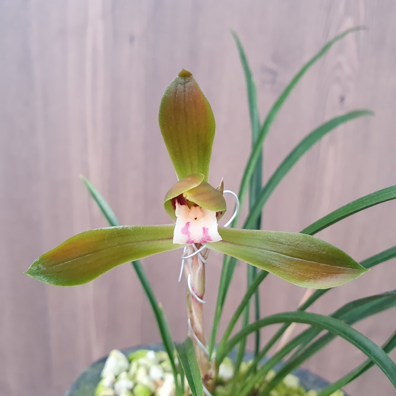 무캡,,적화,,홍화,,꽃1