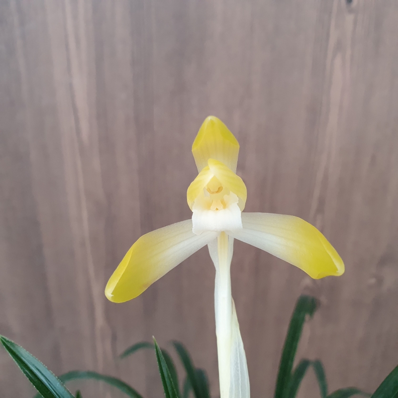 화형,,황화,,소심,,꽃1