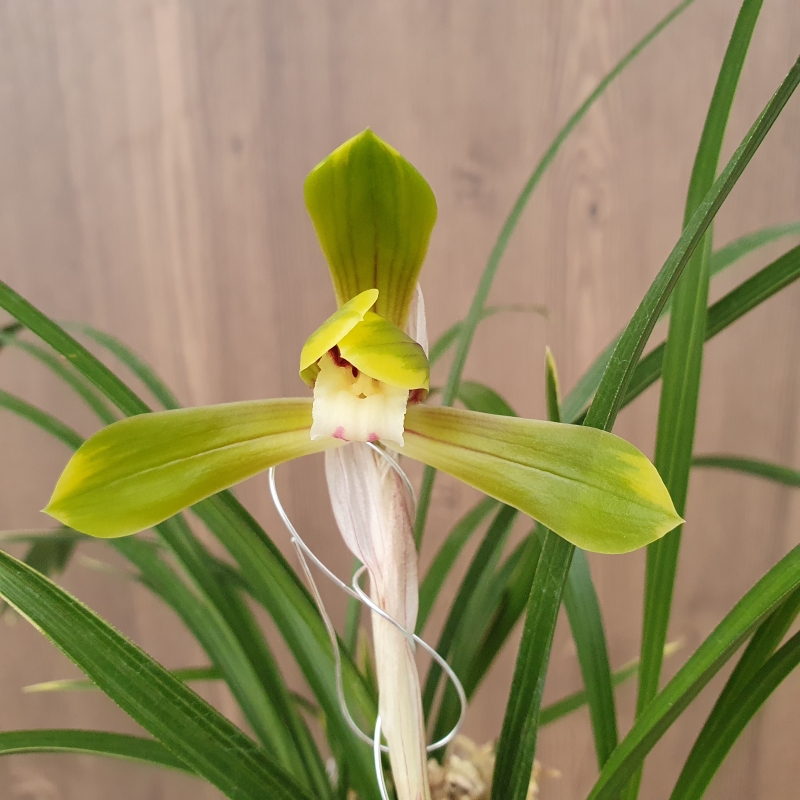 화형,,복륜화,,꽃1