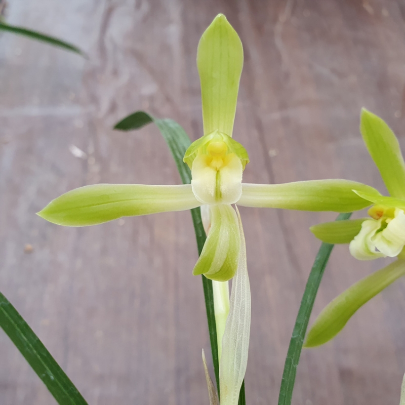 고정,,기화,,녹태소심