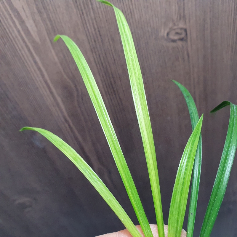 전면산반,,서산반