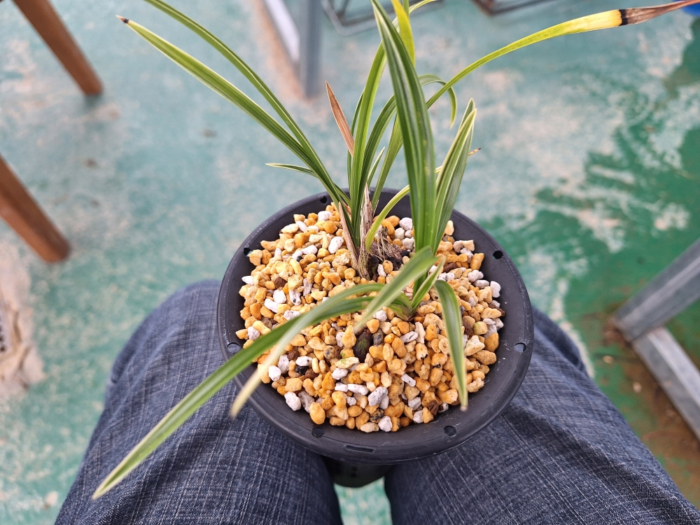 산반 복륜 입니다