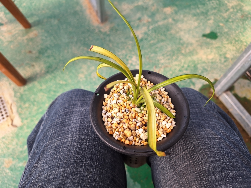 화려한 수려한 감중투 ?