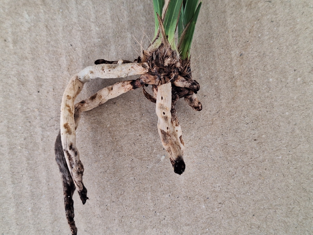 금계산반 2촉 입니다