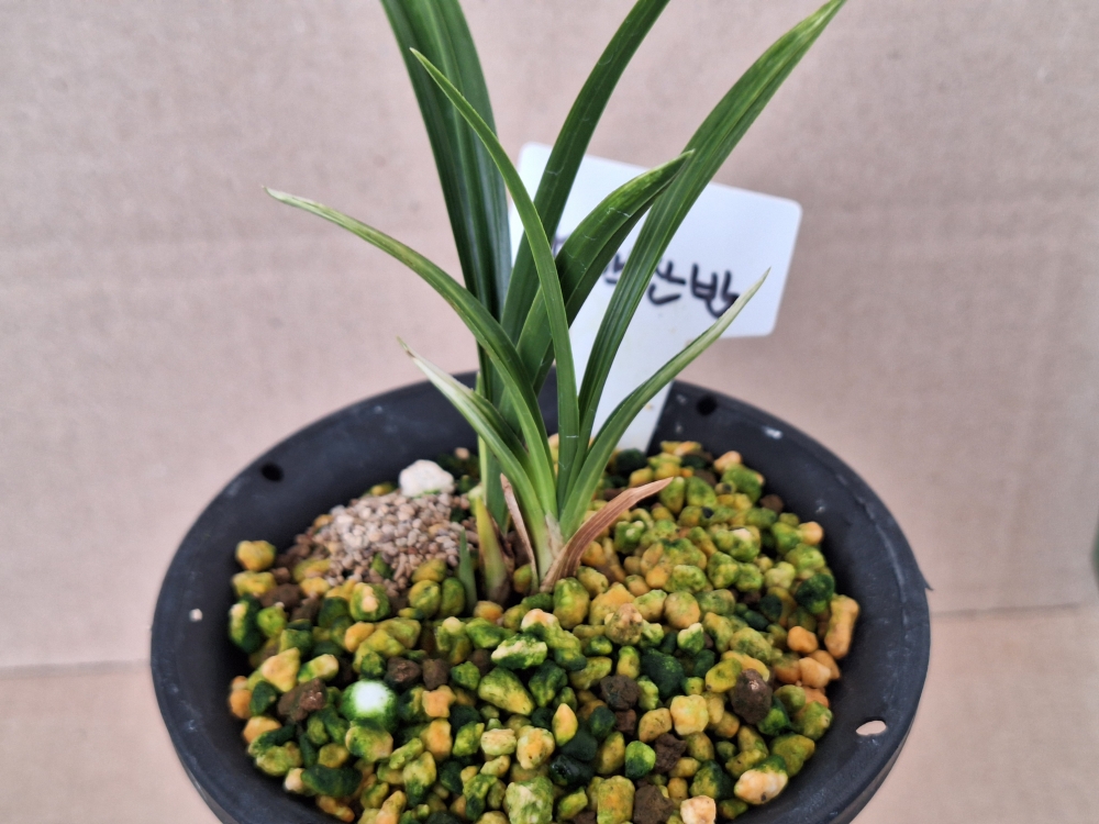 고급종자 설백 산반 입?