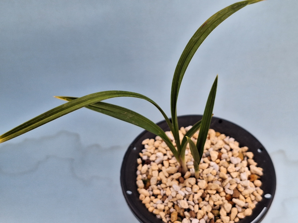 입엽성 산반 입니다