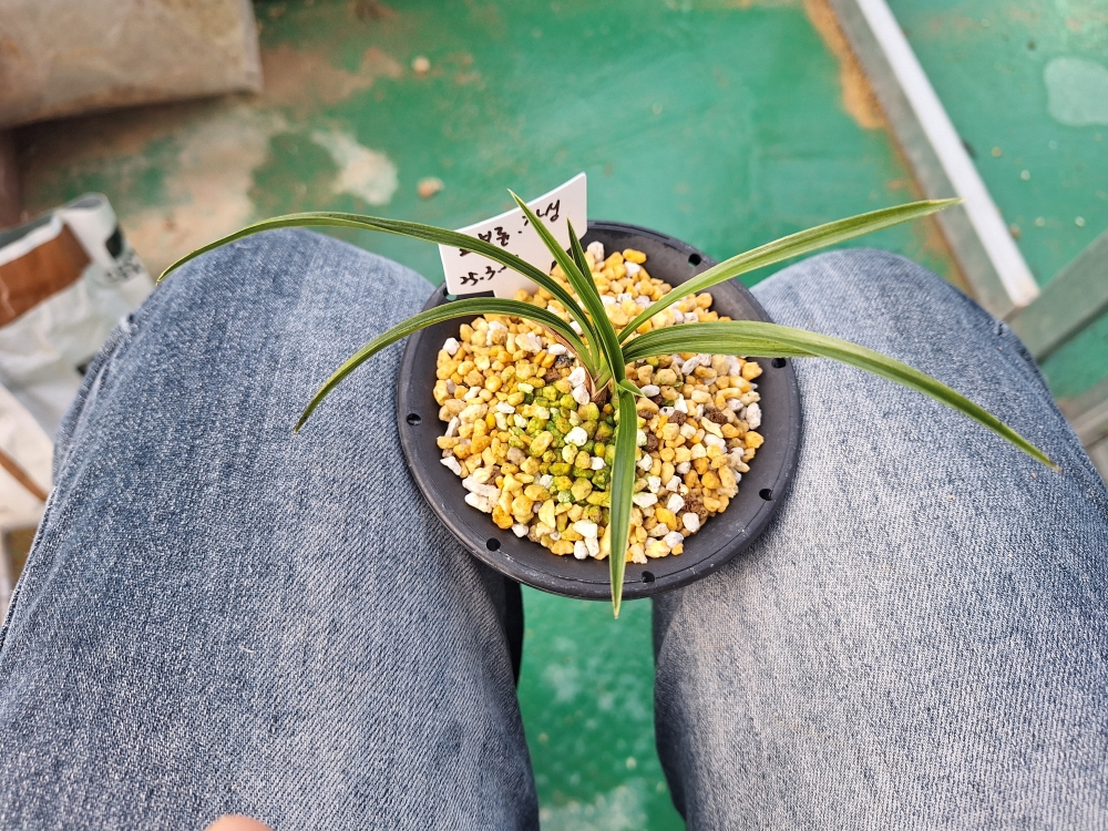 입변 조복륜 입니다