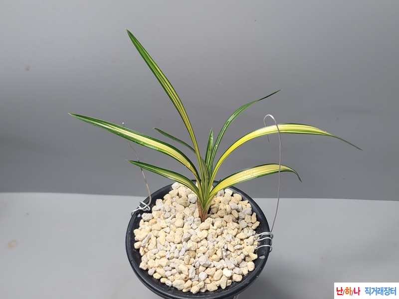 일등  색감 극황 중투?